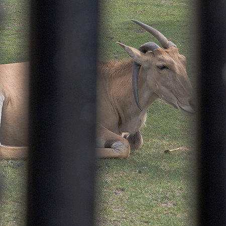 Gemsbok