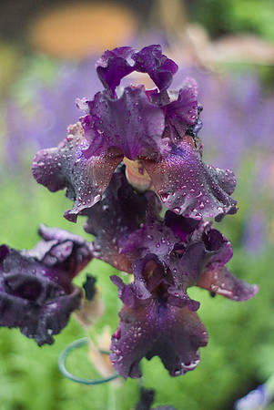 Raindrops On Purple 'Superstition' Iris
