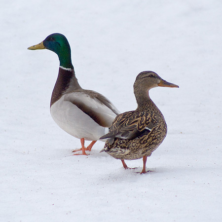 Looking For Spring