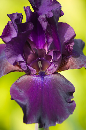 'Superstition' Bearded Irises