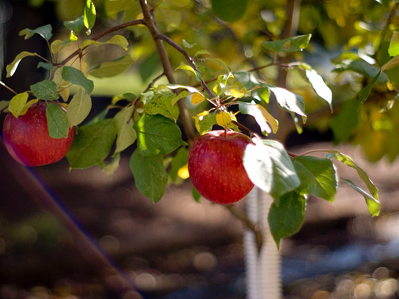 Haroldson Apple Tree