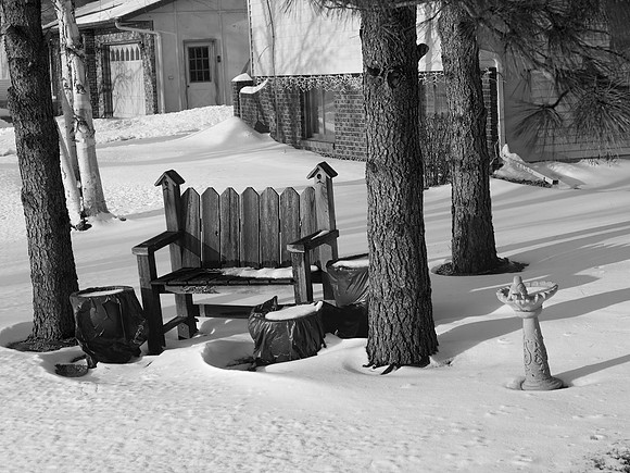 Wooden Bench Between Pine Trees