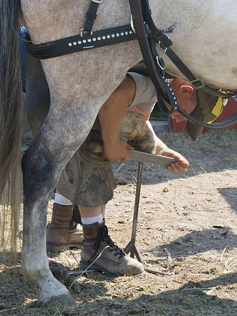Filing Horse Hoofs