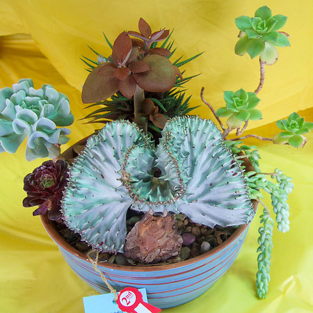 Beth Succulents #2