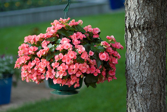 Hanging Begonias