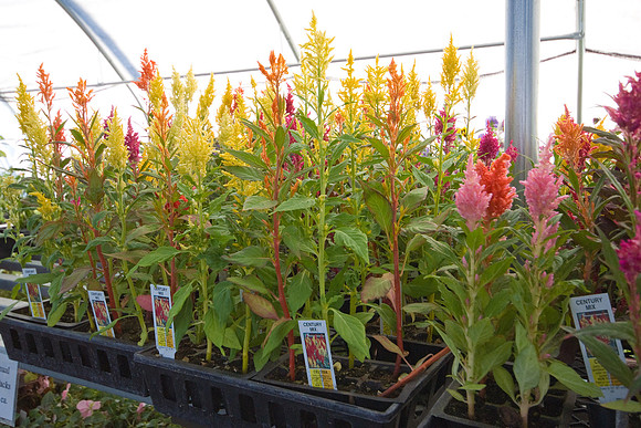 Celosia On Display
