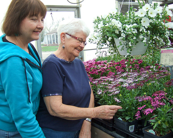 Looking At Annuals