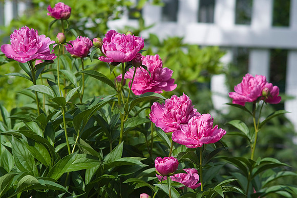 Peony
