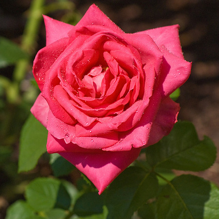 DSC03690
