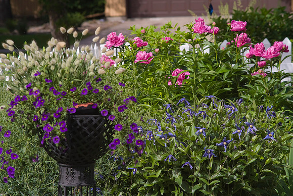 Peonies