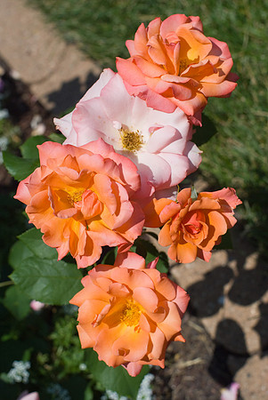 DSC03784