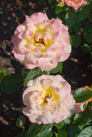 DSC03665