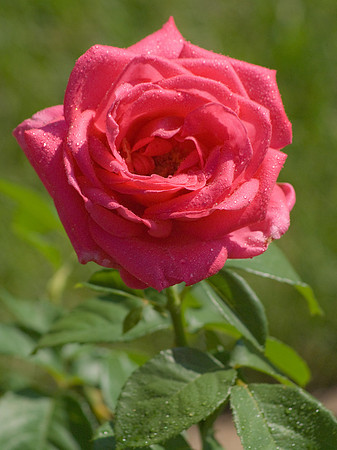 DSC03696
