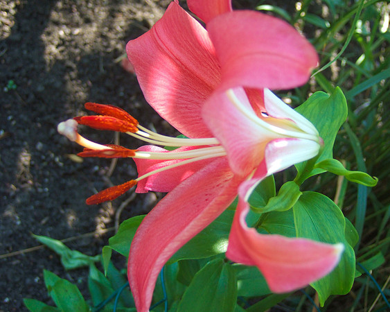 DSCF1669