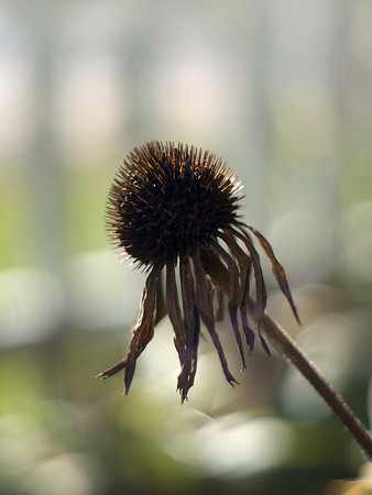 Cone Flower Has Lost Its Cone
