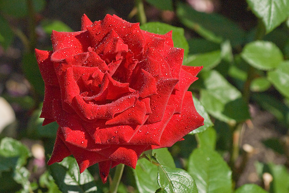 DSC03693