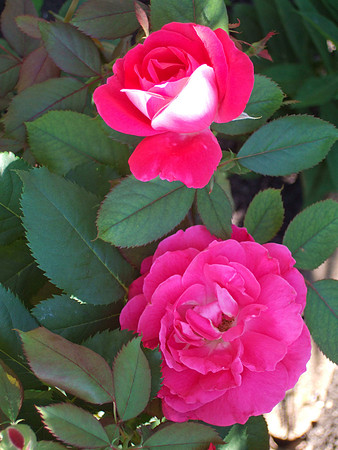 DSCF1662
