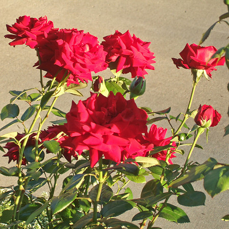 DSCF1918