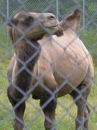 Camel
