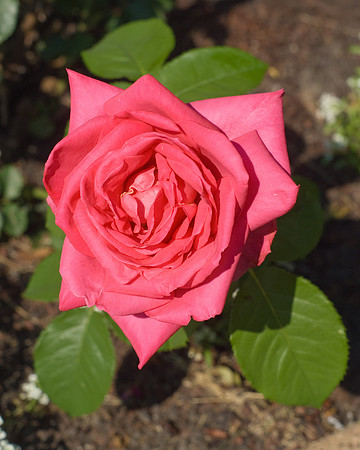 DSC03673