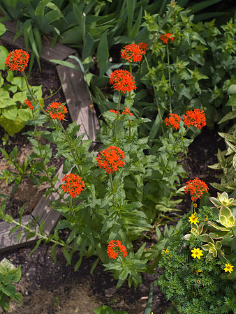 Lychnis Chalcedonia, Maltese Cross