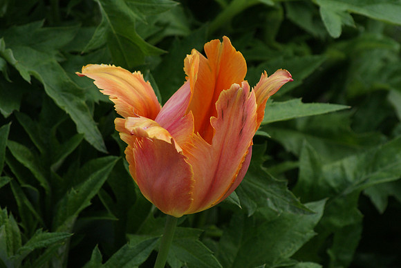 DSC02629