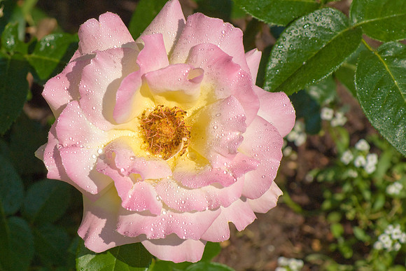 DSC03703
