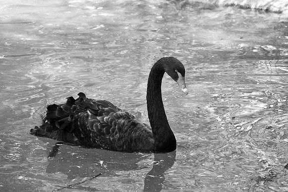 Black Swan