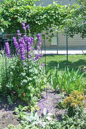 Delphinum