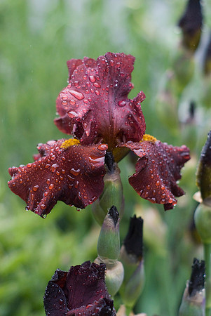 Dark Red Iris