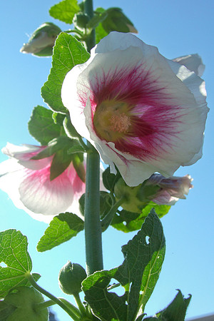 DSCF1668
