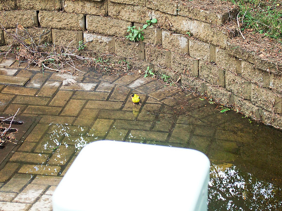 Yellow Finch