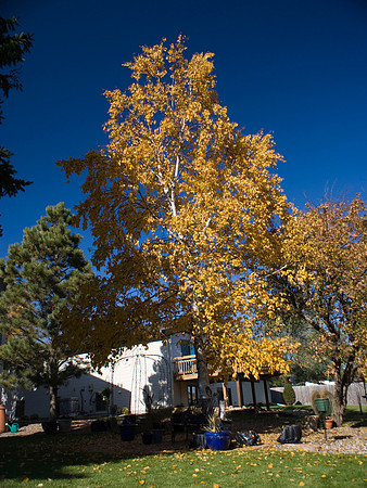 Birch Tree