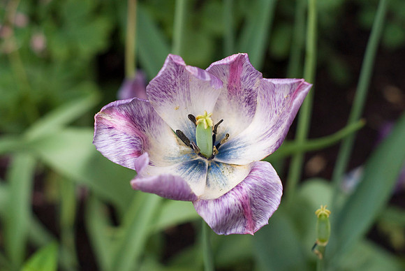 Purple Tulip Opened Up