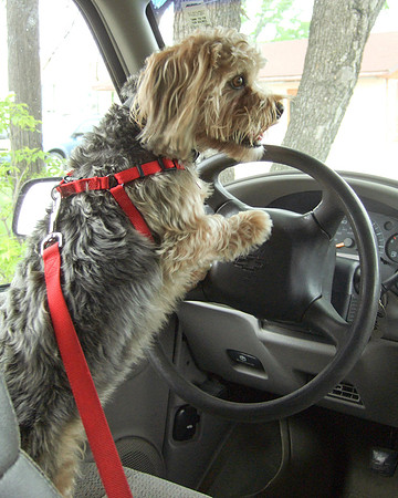 Toonces, The Dog That Could Drive