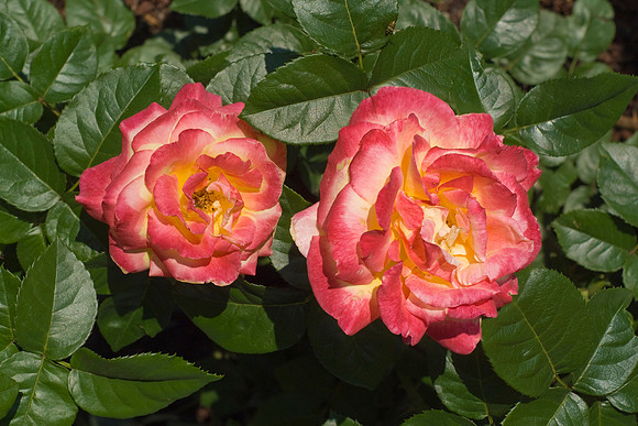 DSC03674a1