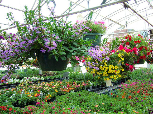 Hanging Flowers