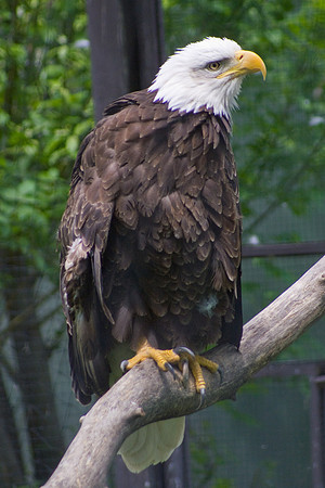 Bald Eagle