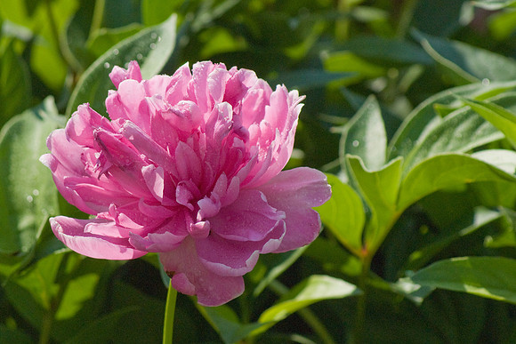 DSC03709