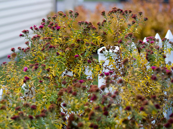 New England Aster