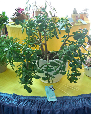 Jade Tree
