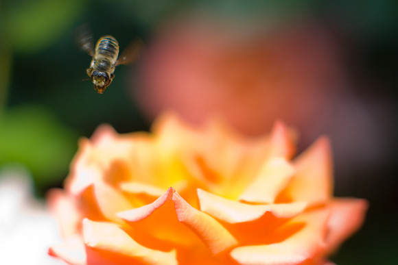 Bee And Rose