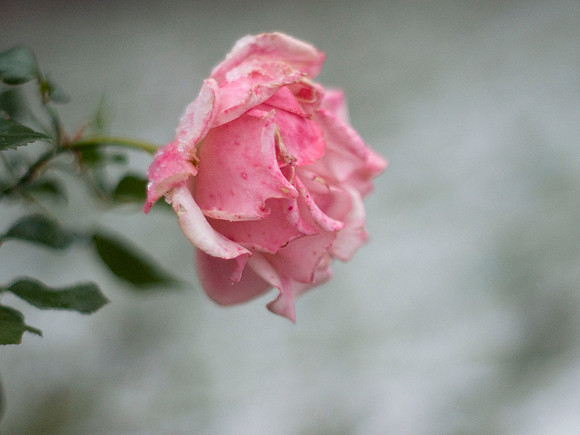 Pink Rose