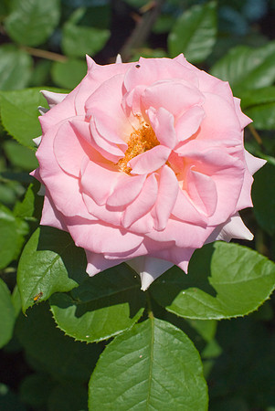 DSC03775