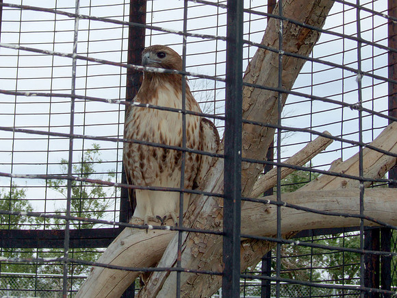 Falcon