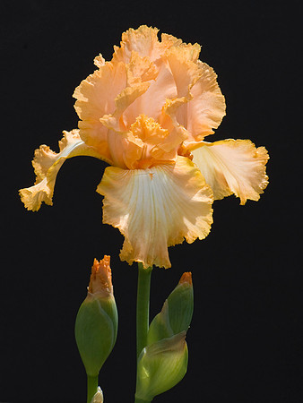 Feminine Charm