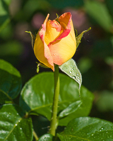 DSC03704