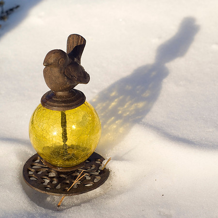 Yellow Globe Bird Shadow On Snow