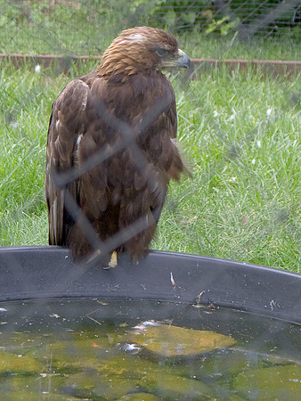 Golden Eagle