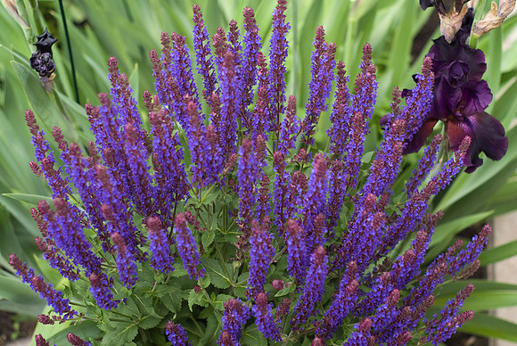'May Night' Salvia